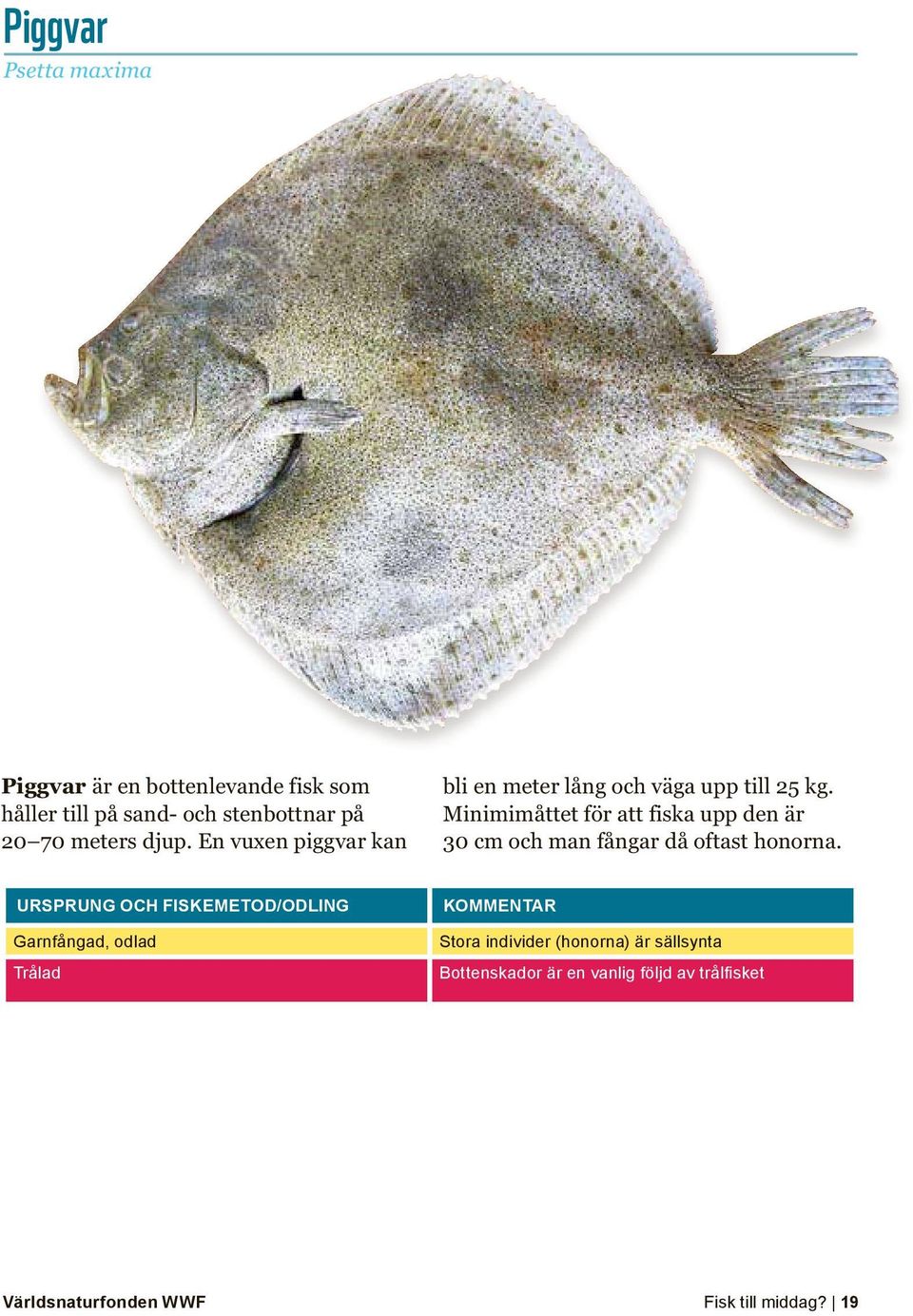 Minimi måttet för att fiska upp den är 30 cm och man fångar då oftast honorna.