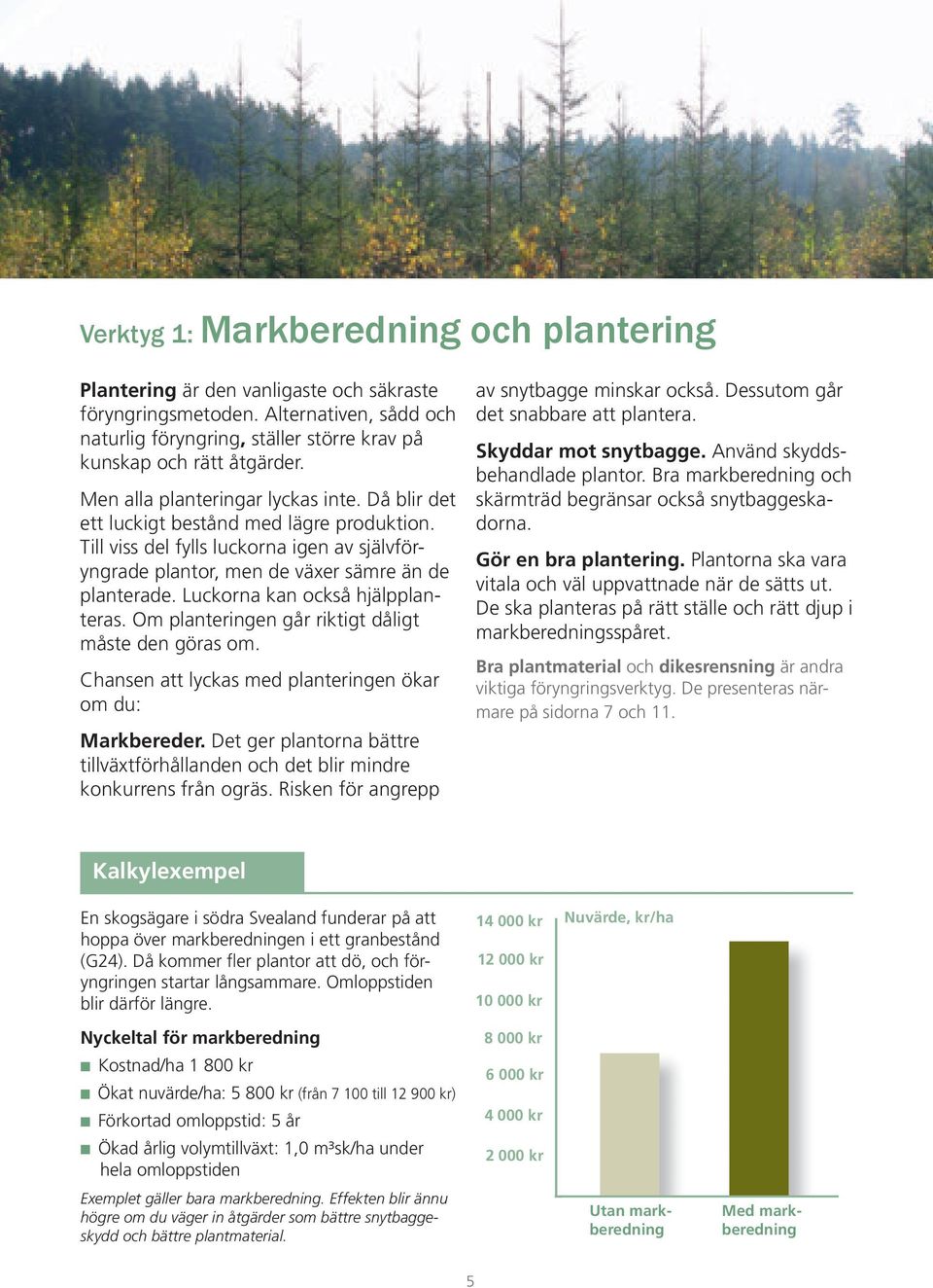 Luckorna kan också hjälpplanteras. Om planteringen går riktigt dåligt måste den göras om. Chansen att lyckas med planteringen ökar om du: Markbereder.