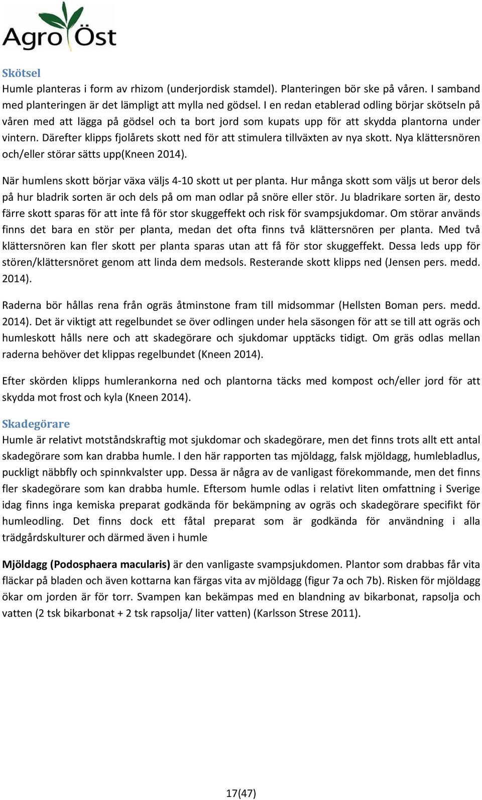 Därefter klipps fjolårets skott ned för att stimulera tillväxten av nya skott. Nya klättersnören och/eller störar sätts upp(kneen 2014). När humlens skott börjar växa väljs 4-10 skott ut per planta.