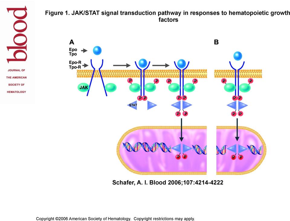 hematopoietic growth factors Schafer, A. I.