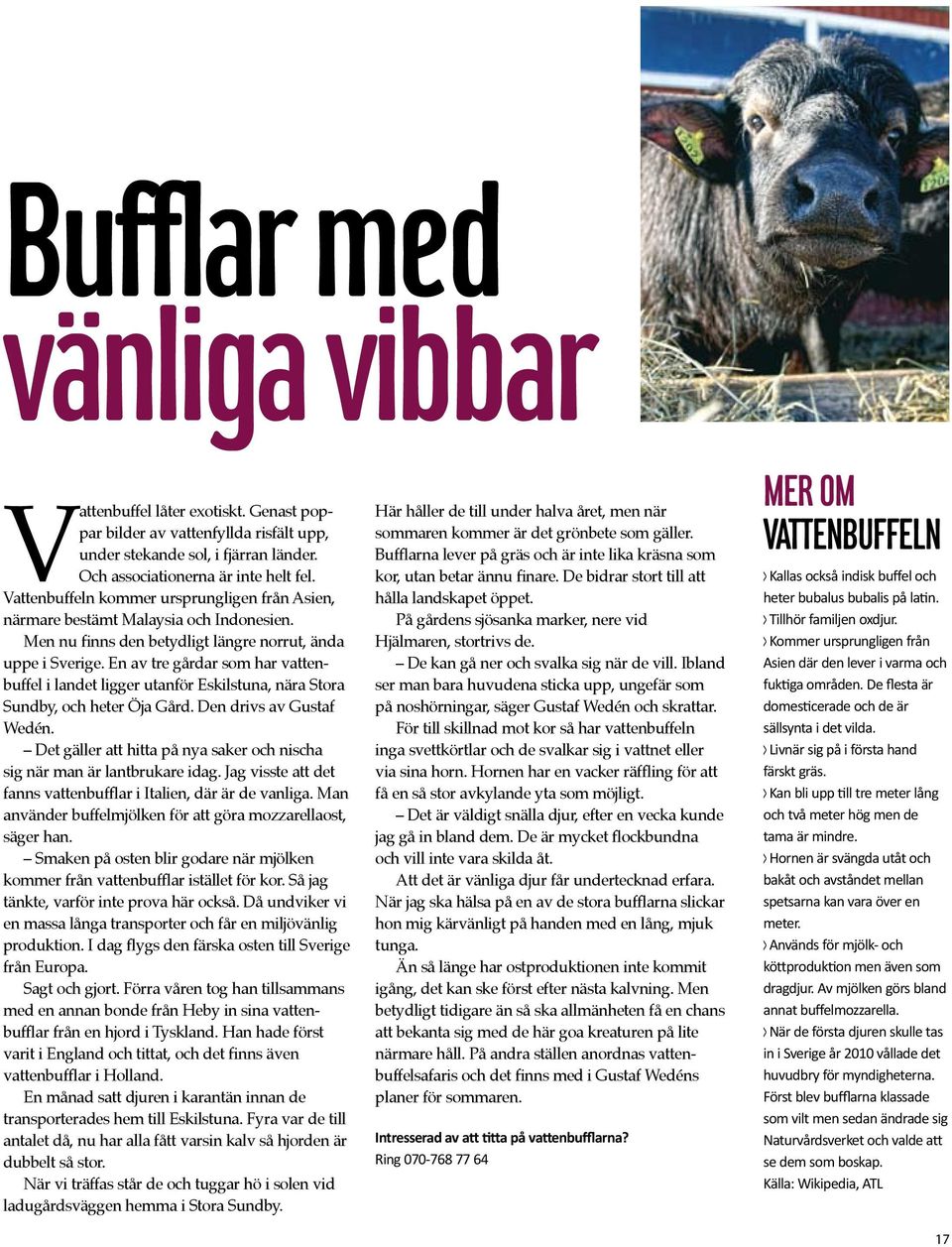 E av tre gårdar som har vattebuffel i ladet ligger utaför Eskilstua, ära Stora Sudby, och heter Öja Gård. De drivs av Gustaf Wedé.