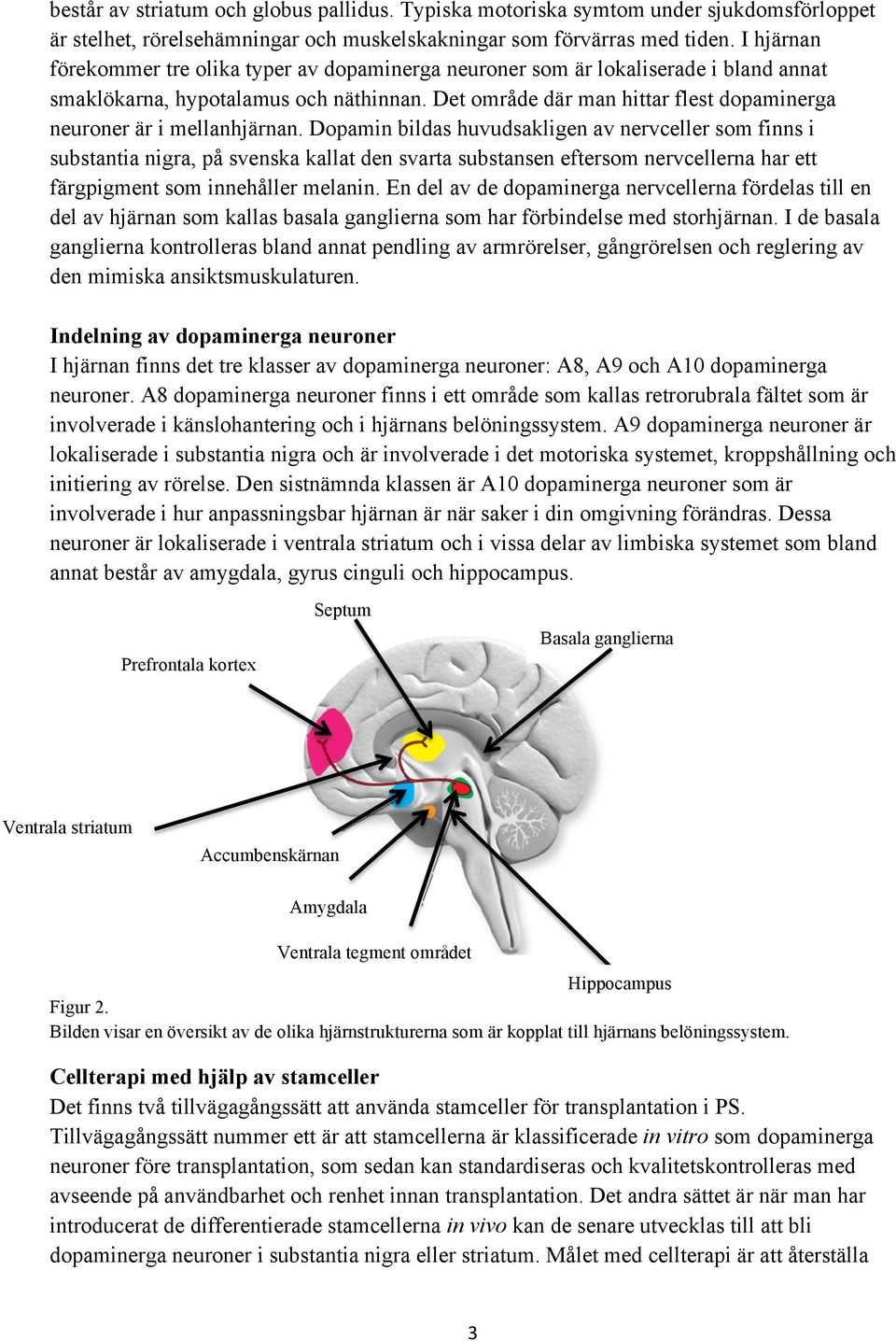 Det område där man hittar flest dopaminerga neuroner är i mellanhjärnan.