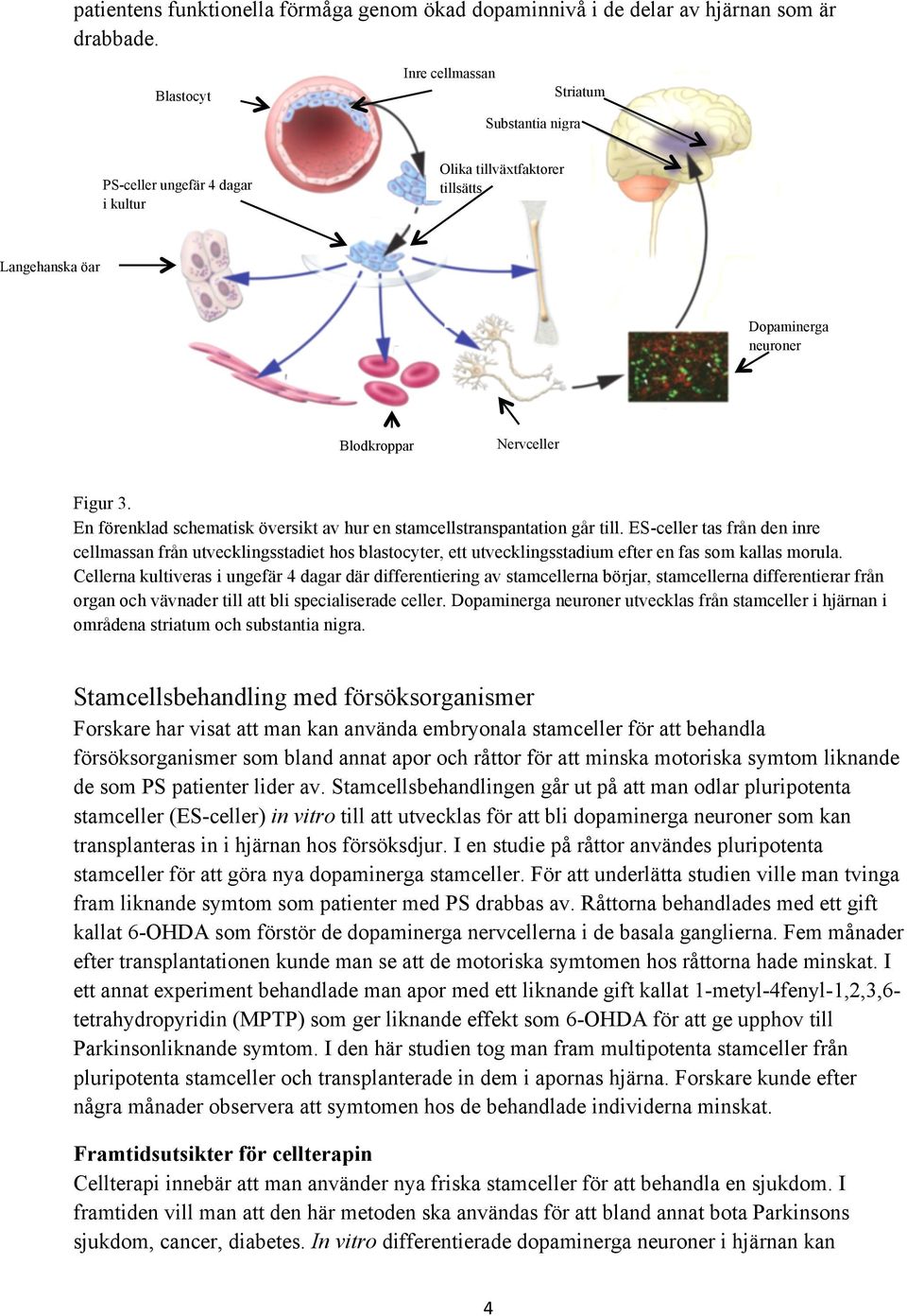 En förenklad schematisk översikt av hur en stamcellstranspantation går till.