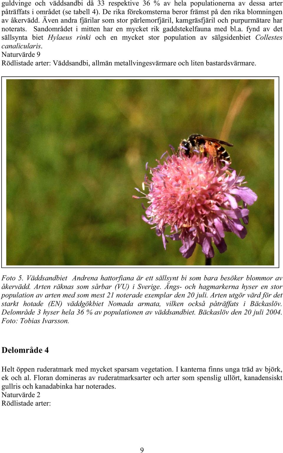Naturvärde 9 Rödlistade arter: Väddsandbi, allmän metallvingesvärmare och liten bastardsvärmare. Foto 5. Väddsandbiet Andrena hattorfiana är ett sällsynt bi som bara besöker blommor av åkervädd.