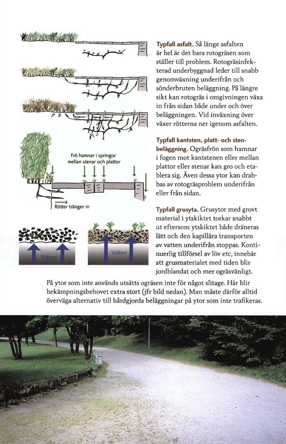 Vid inväxning över växer rötterna ner igenom asfalten. Typfall kantsten, platt- och stenbeläggning.