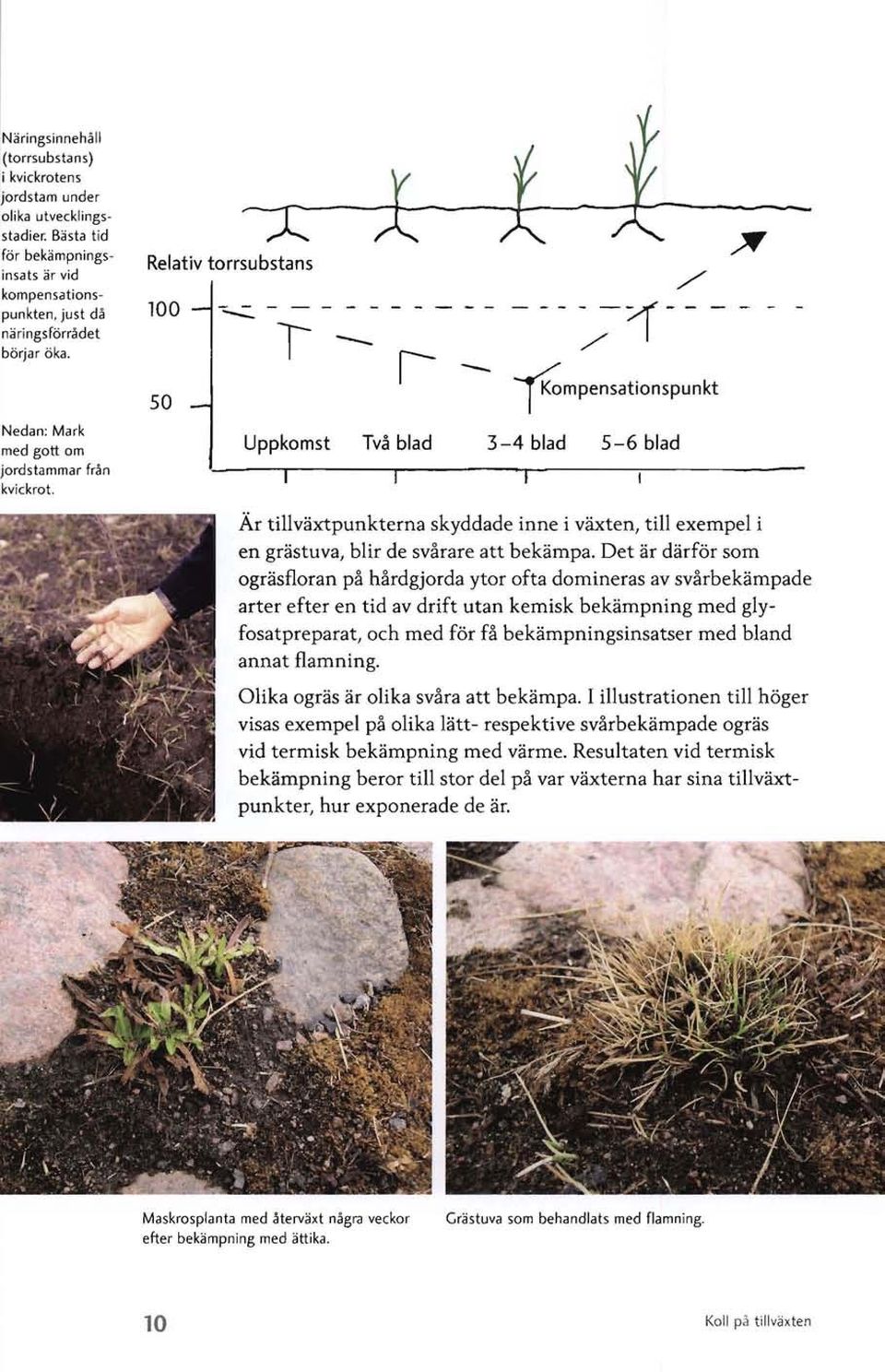 Relativ torrsubstans 100 50 -- - ~mpensationspunkt Uppkomst Två blad 3-4 blad 5-6 blad Är tillväxtpunkterna skyddade inne i växten, till exempel i en grästuva, blir de svårare att bekämpa.