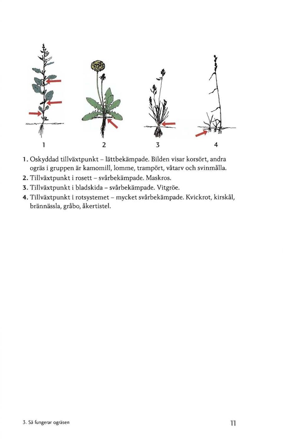 2. Tillväxtpunkt i rosett - svårbekämpade. Maskros. 3.