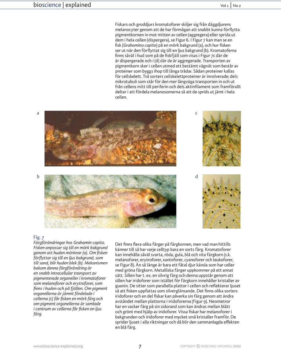 Kromatoferna finns såväl i hud som på de fiskfjäll som visas i Figur 7c där de är dispergerade och i (d) där de är aggregerade.