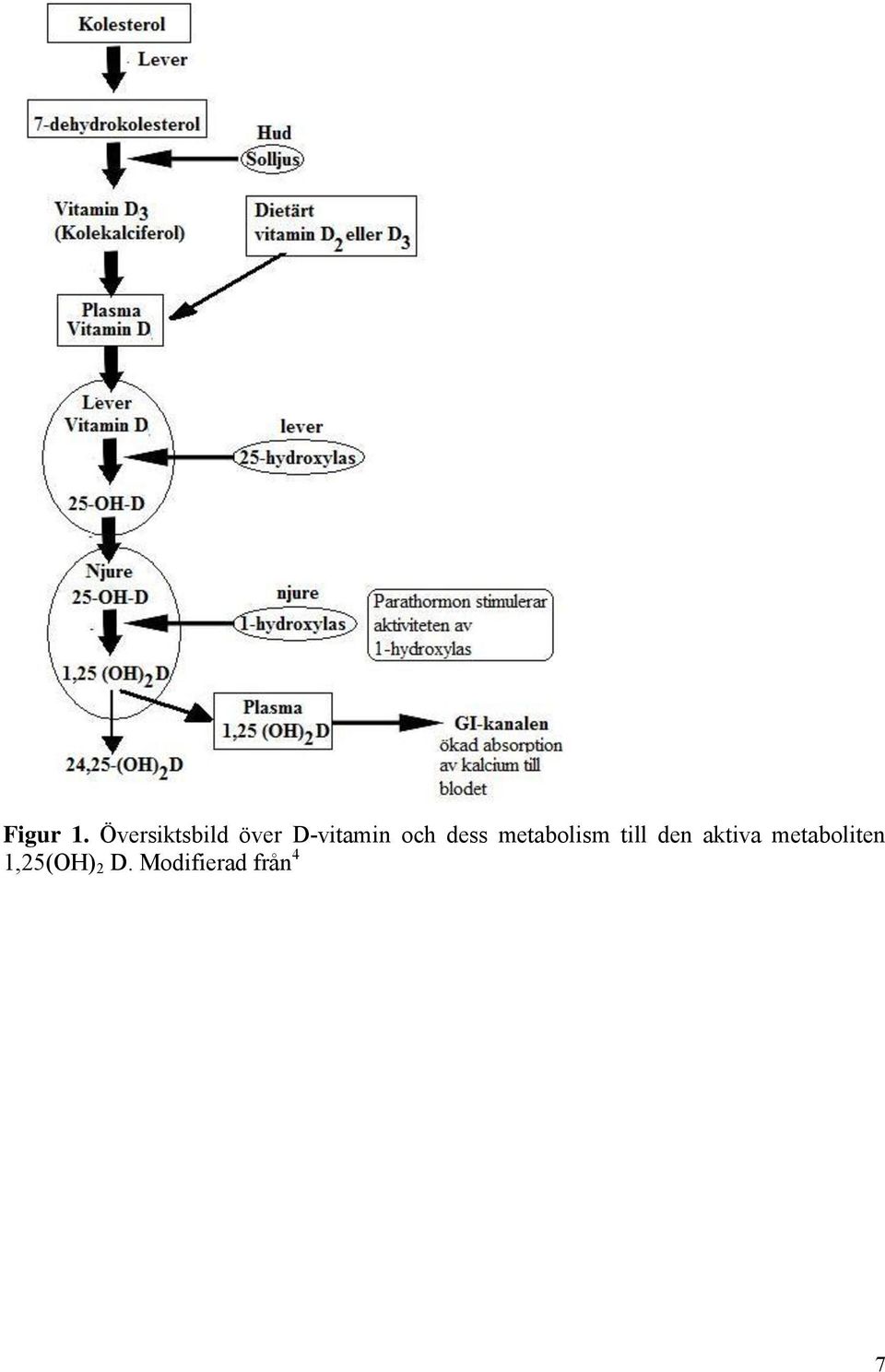 och dess metabolism till den