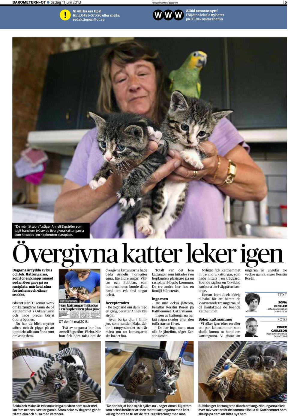 Övergivna katter leker igen Dagarna är fyllda av bus och lek. Kattungarna, som för en knapp månad sedan övergavs på en rastplats, mår bra i sina fosterhem och växer snabbt. FÅRBO.