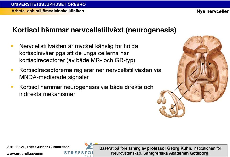 nervcellstillväxten via MNDA-medierade signaler Kortisol hämmar neurogenesis via både direkta och indirekta