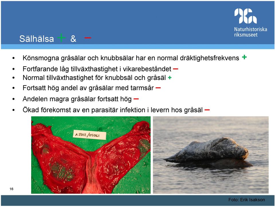 knubbsäl och gråsäl + Fortsatt hög andel av gråsälar med tarmsår Andelen magra gråsälar