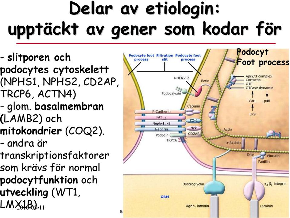 basalmembran (LAMB2) och mitokondrier (COQ2).