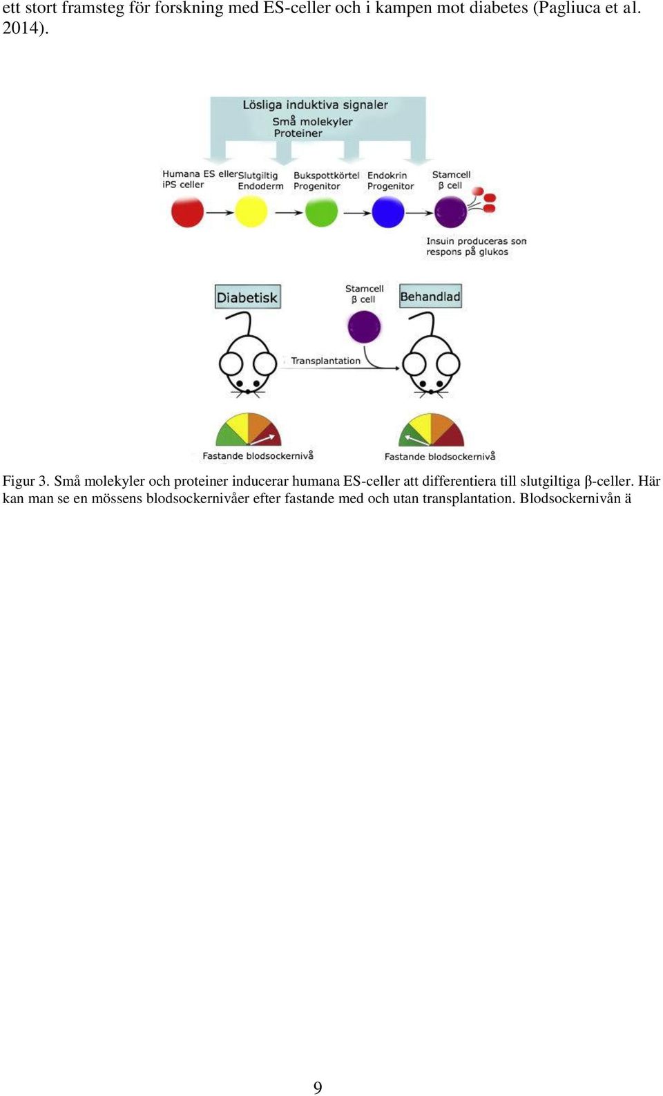 Blodsockernivån ä betydligt lägre hos musen som transplanterats med insulinproducerande β-celler. Omritad efter Pagli ca et al. (2014). Hur gick de tillväga?