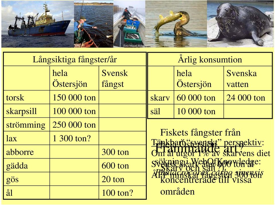 Årlig konsumtion hela Svenska Östersjön vatten skarv 60 000 ton 24 000 ton säl 10 000 ton Fiskets fångster från Tänkbart svenskt perspektiv: