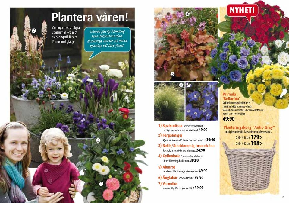 39:90 3) Bellis/Storblommig tusensköna Stora blommor, röda, vita eller rosa. 24:90 4) Gyllenlack Erysimum cheiri lilarosa Läcker blomning, härlig doft.