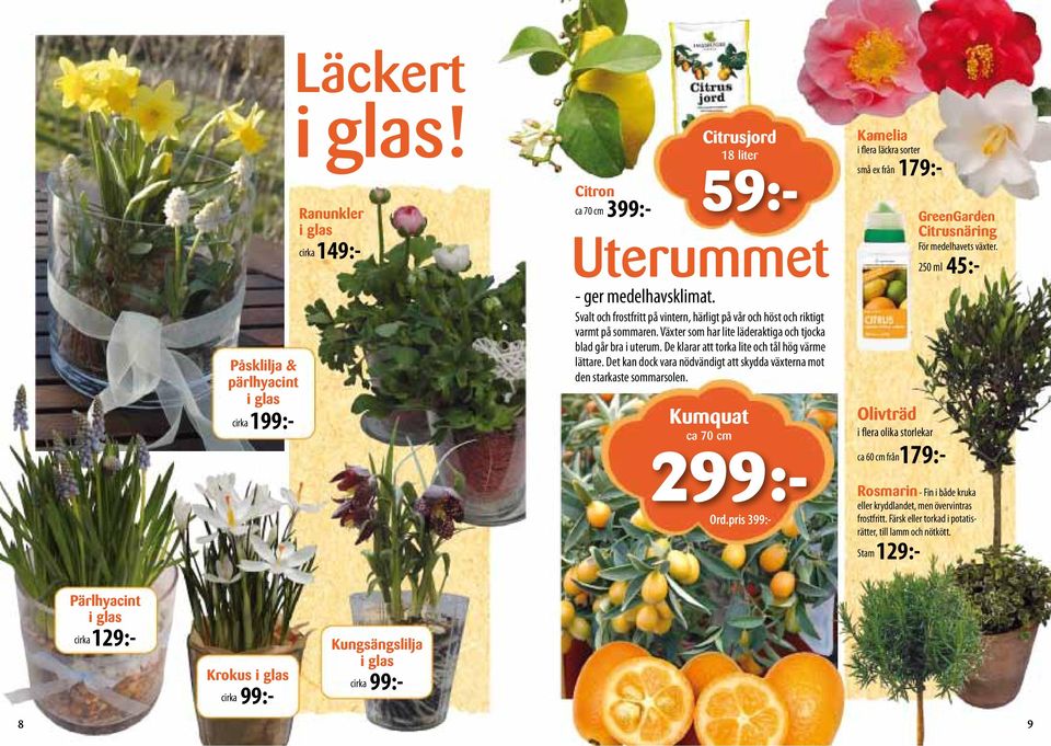 De klarar att torka lite och tål hög värme lättare. Det kan dock vara nödvändigt att skydda växterna mot den starkaste sommarsolen.