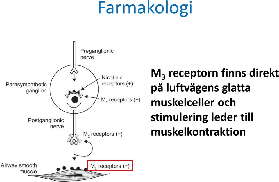 glatta muskelceller och