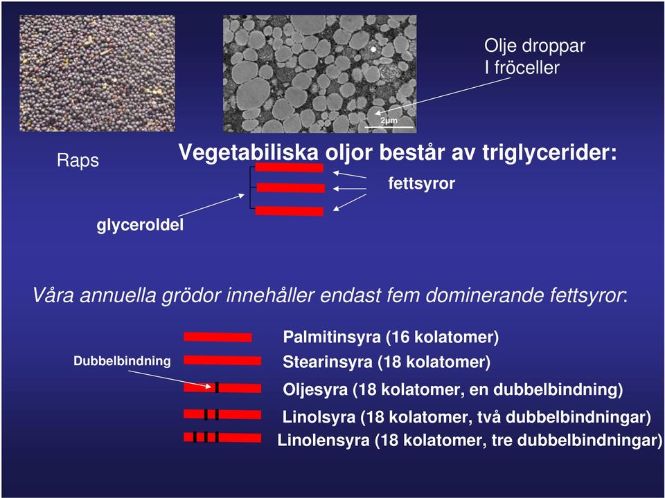 Palmitinsyra (16 kolatomer) Stearinsyra (18 kolatomer) Oljesyra (18 kolatomer, en