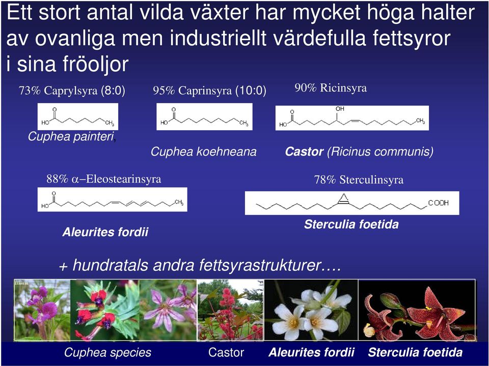 koehneana Castor (Ricinus communis) 88% α Eleostearinsyra 78% Sterculinsyra Aleurites fordii Sterculia