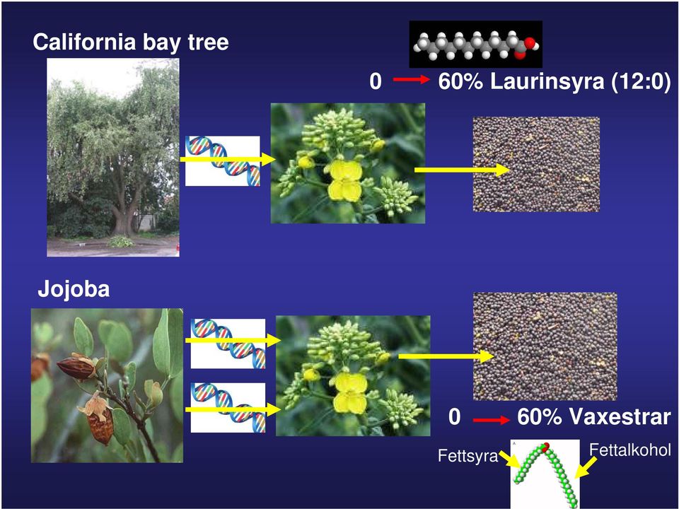 Jojoba 0 60%