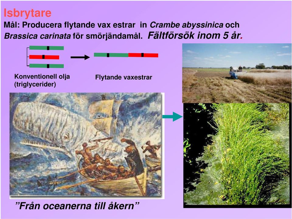 smörjändamål. Fältförsök inom 5 år.