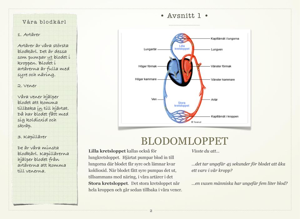 Kapillärerna hjälper blodet från artärerna att komma till venerna. BLODOMLOPPET Lilla kretsloppet kallas också för Visste du att... lungkretsloppet.