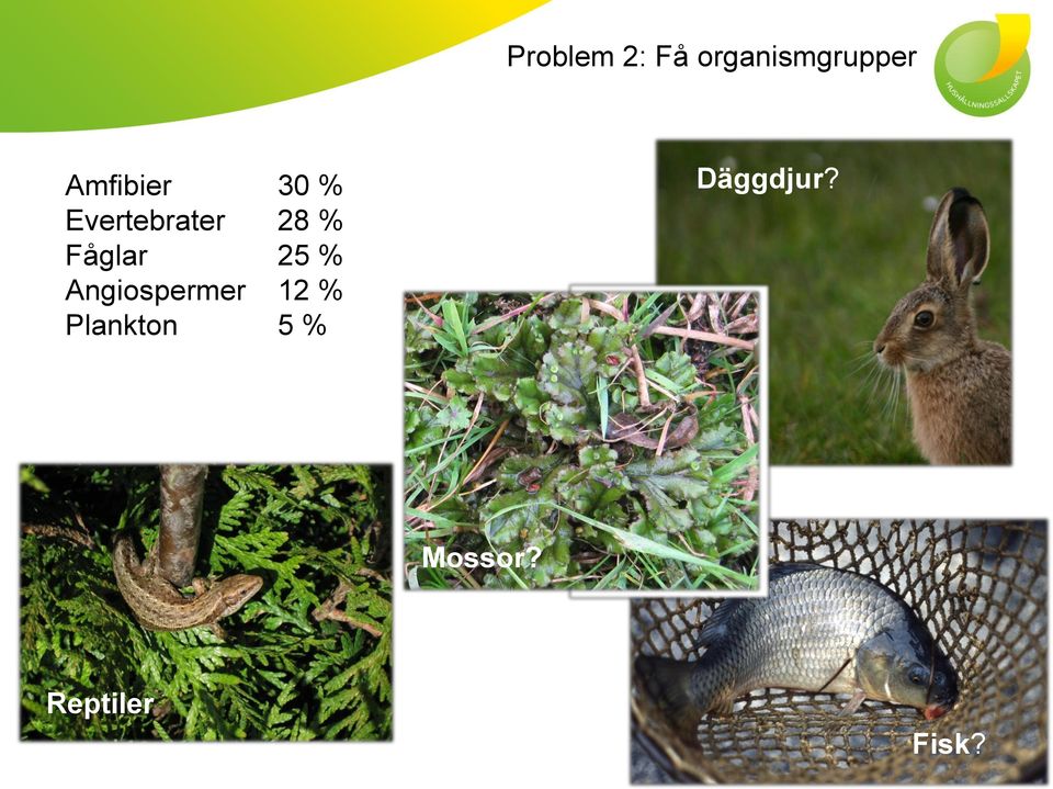 Fåglar 25 % Angiospermer 12 %