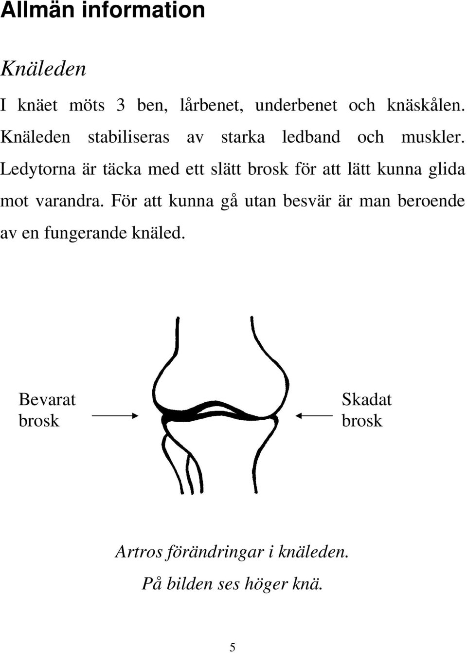 Ledytorna är täcka med ett slätt brosk för att lätt kunna glida mot varandra.