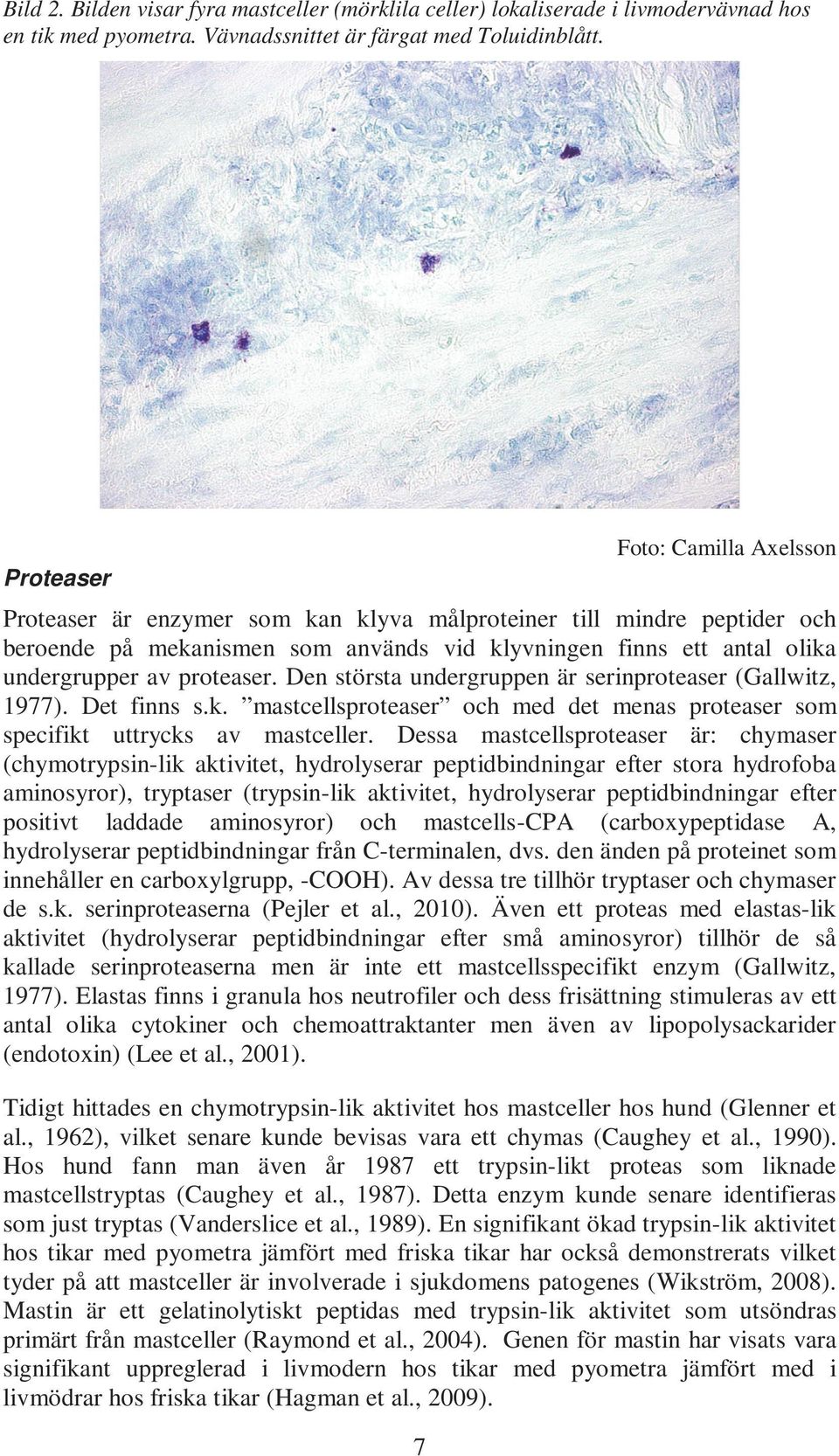 proteaser. Den största undergruppen är serinproteaser (Gallwitz, 1977). Det finns s.k. mastcellsproteaser och med det menas proteaser som specifikt uttrycks av mastceller.