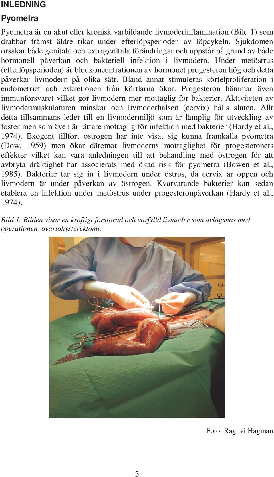 Under metöstrus (efterlöpsperioden) är blodkoncentrationen av hormonet progesteron hög och detta påverkar livmodern på olika sätt.