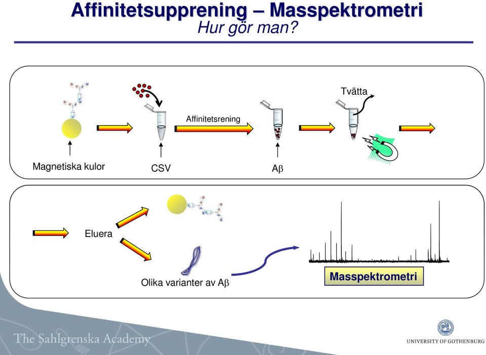 Tvätta Affinitetsrening Magnetiska