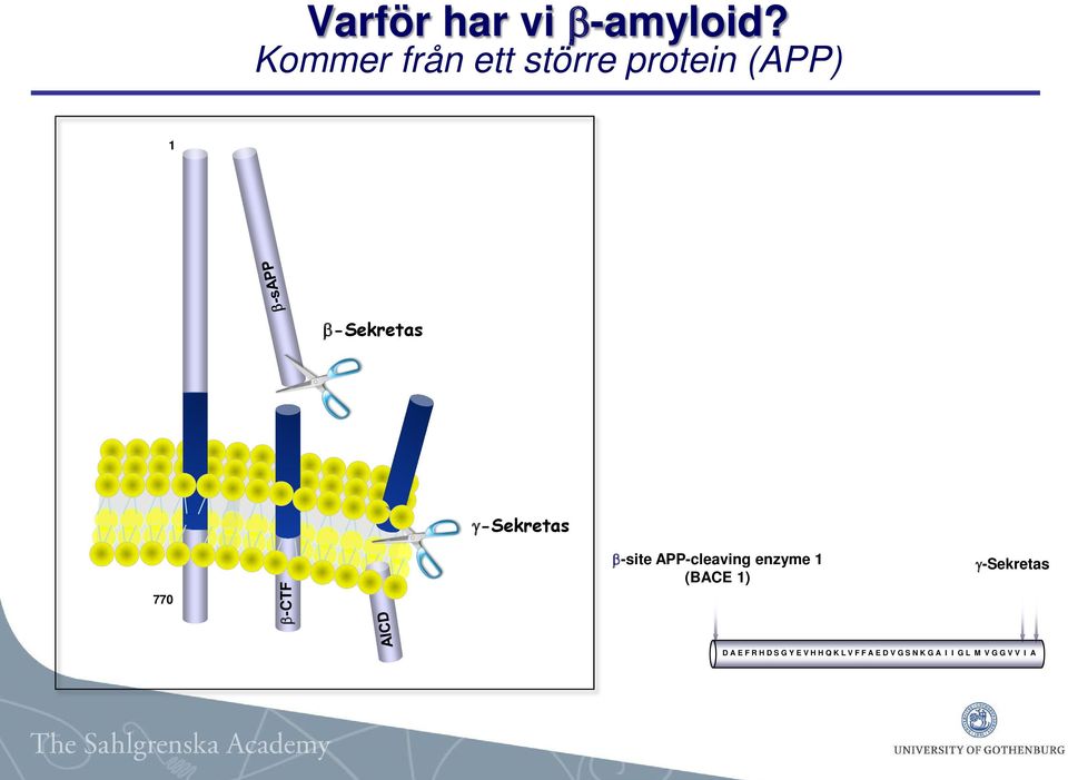 γ-sekretas 770 β-ctf β-site APP-cleaving enzyme 1 (BACE