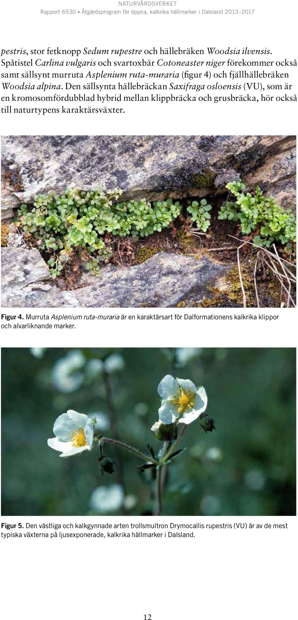 Den sällsynta hällebräckan Saxifraga osloensis (VU), som är en kromosomfördubblad hybrid mellan klippbräcka och grusbräcka, hör också till naturtypens karaktärsväxter.
