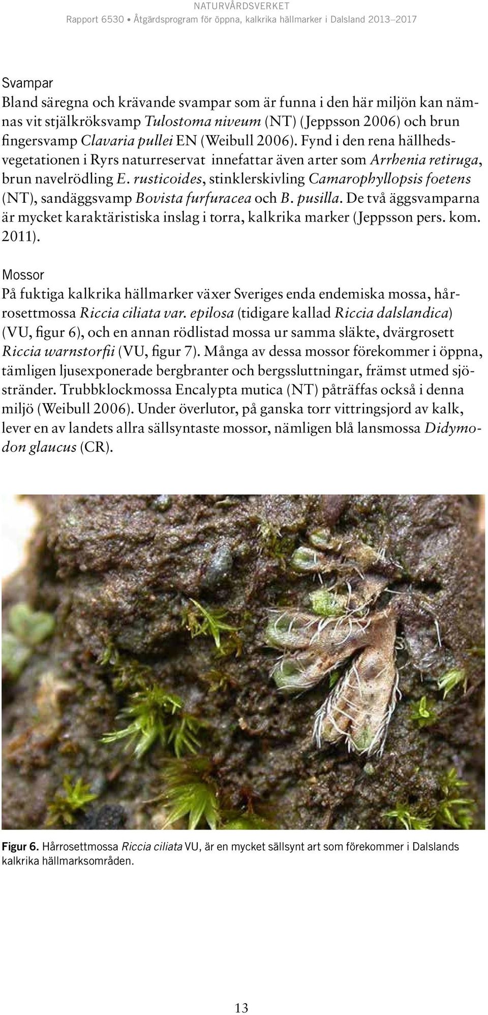 rusticoides, stinklerskivling Camarophyllopsis foetens (NT), sandäggsvamp Bovista furfuracea och B. pusilla.