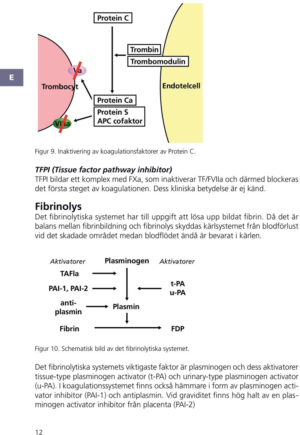 ibrinolys et fibrinolytiska systemet har till uppgift att lösa upp bildat fibrin.