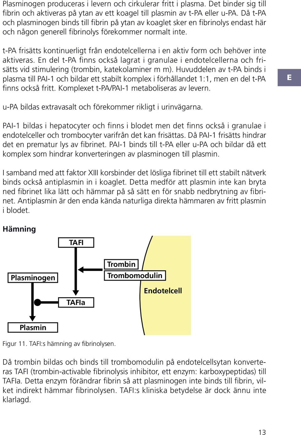 t- frisätts kontinuerligt från endotelcellerna i en aktiv form och behöver inte aktiveras.