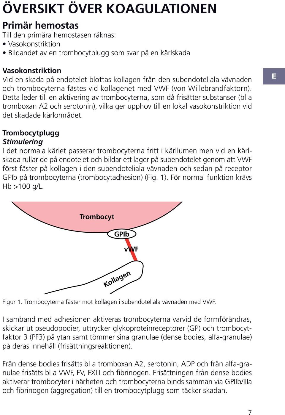 etta leder till en aktivering av trombocyterna, som då frisätter substanser (bl a tromboxan 2 och serotonin), vilka ger upphov till en lokal vasokonstriktion vid det skadade kärlområdet.