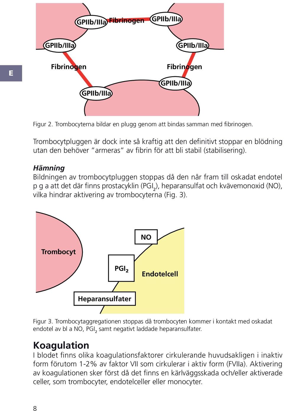 ämning ildningen av trombocytpluggen stoppas då den når fram till oskadat endotel p g a att det där finns prostacyklin ( 2 ), heparansulfat och kvävemonoxid (), vilka hindrar aktivering av