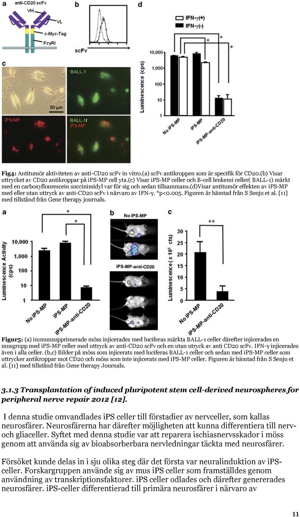 (d)visar antitumör effekten av ips-mp med eller utan uttryck av anti-cd20 scfv i närvaro av IFN-γ. *p<0.005. Figuren är hämtad från S Senju et al. [11] med tillstånd från Gene therapy journals.