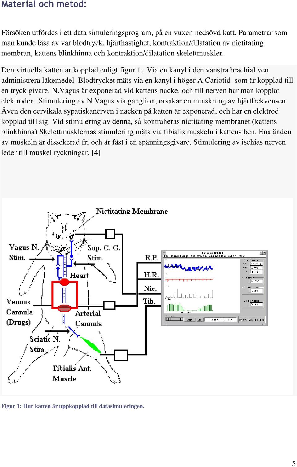 Den virtuella katten är kopplad enligt figur 1. Via en kanyl i den vänstra brachial ven administrera läkemedel. Blodtrycket mäts via en kanyl i höger A.Cariotid som är kopplad till en tryck givare. N.
