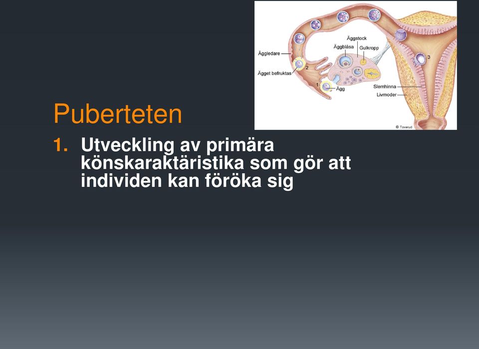 könskaraktäristika som