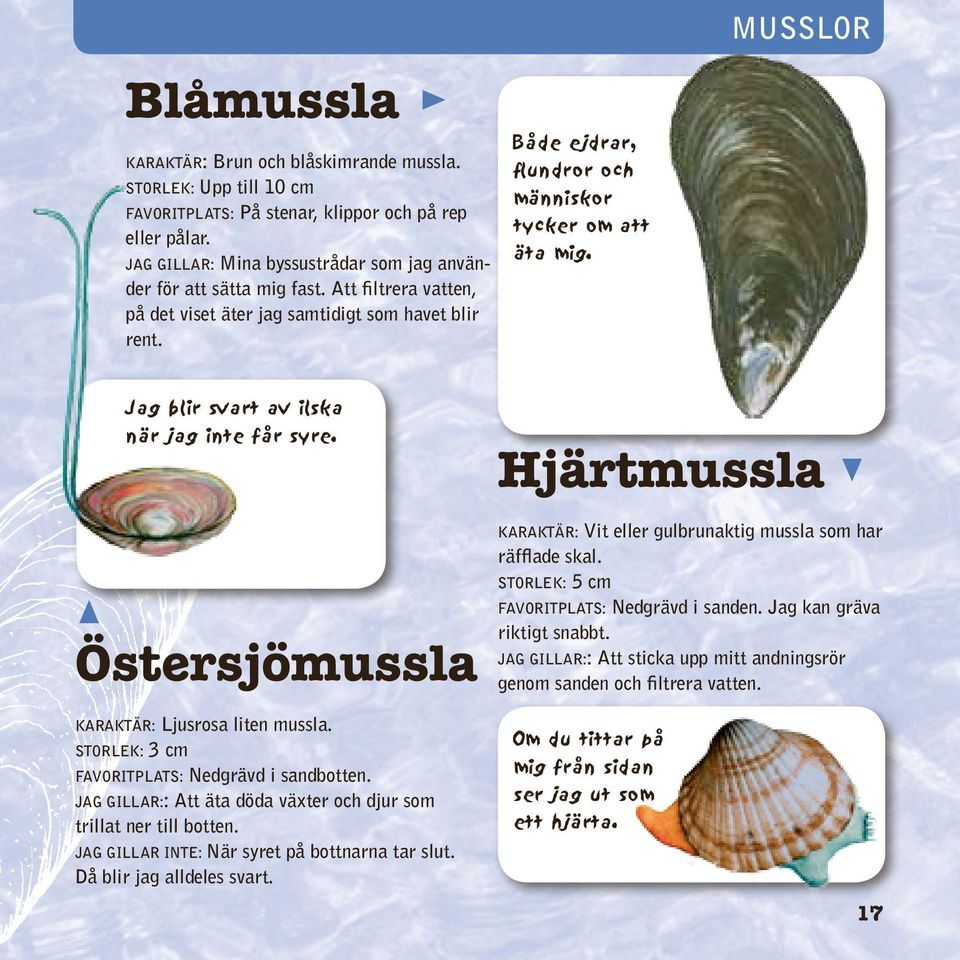 Både ejdrar, flundror och människor tycker om att äta mig. Jag blir svart av ilska när jag inte får syre. Hjärtmussla Östersjömussla Karaktär: Vit eller gulbrunaktig mussla som har räfflade skal.