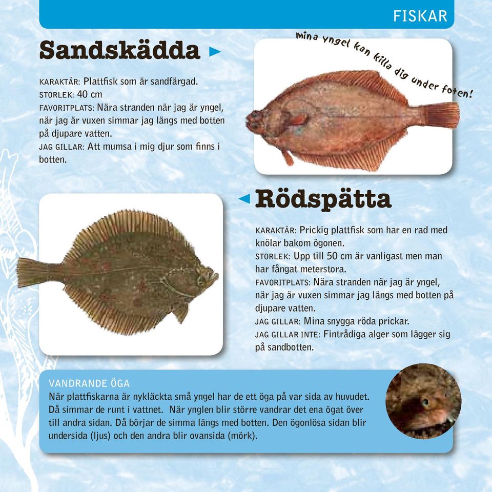 Rödspätta Karaktär: Prickig plattfisk som har en rad med knölar bakom ögonen. Storlek: Upp till 50 cm är vanligast men man har fångat meterstora.