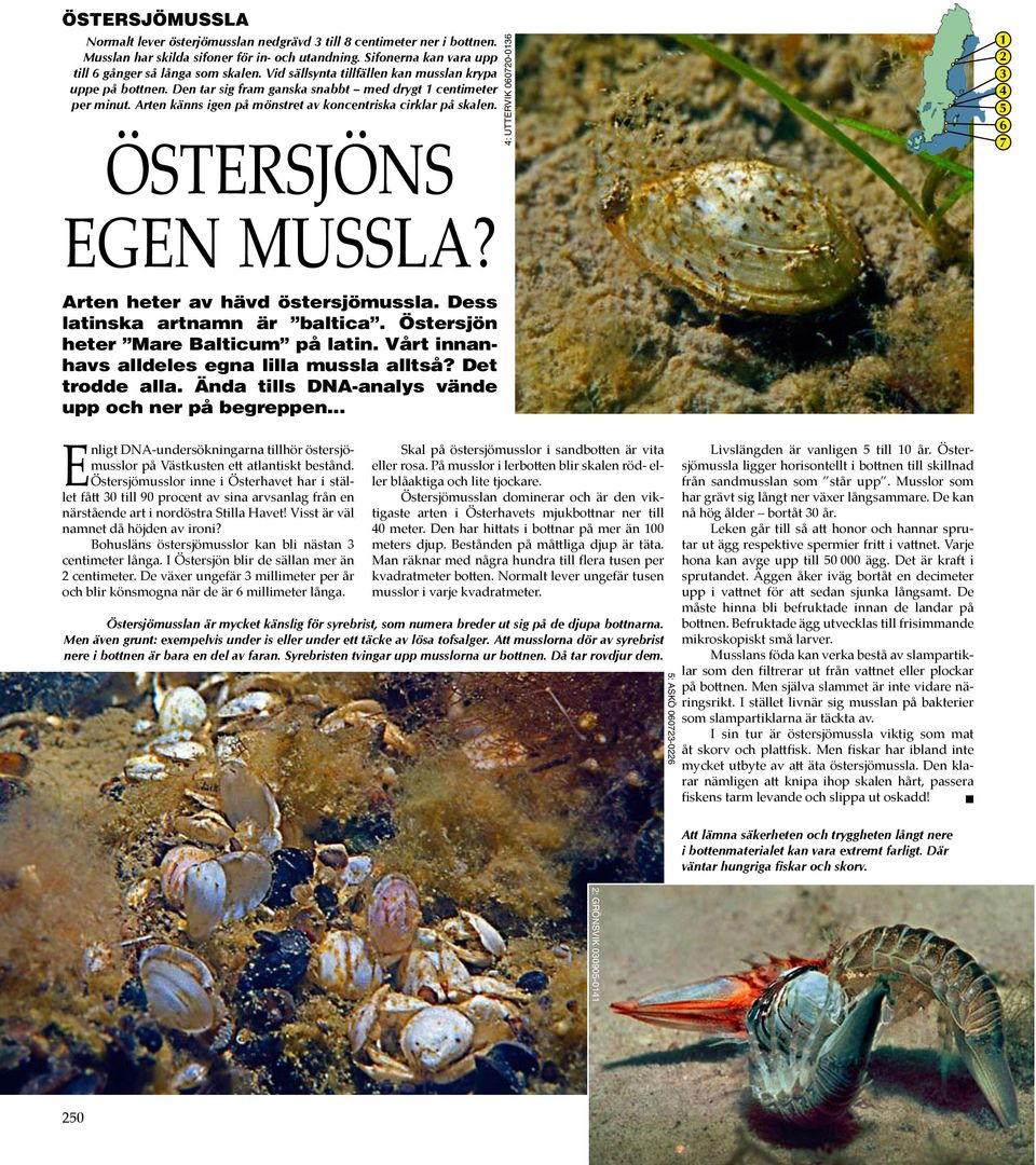 östersjöns egen mussla? 4: uttervik 060720-0136 1 2 3 4 5 6 7 Arten heter av hävd östersjömussla. Dess latinska artnamn är baltica. Östersjön heter Mare Balticum på latin.