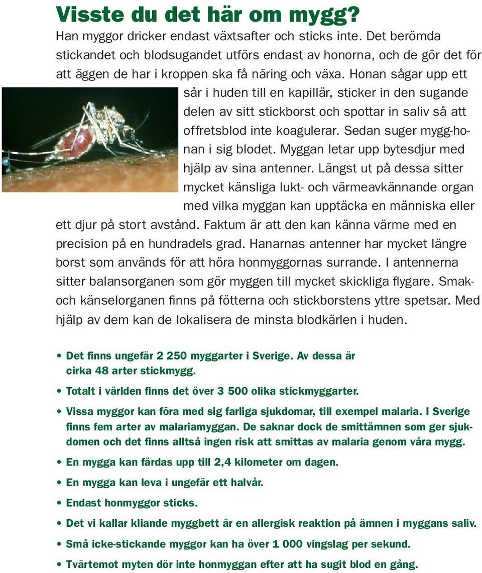 Honan sågar upp ett sår i huden till en kapillär, sticker in den sugande delen av sitt stickborst och spottar in saliv så att offretsblod inte koagulerar. Sedan suger mygg-honan i sig blodet.