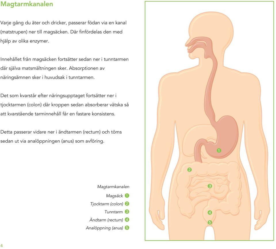 Det som kvarstår efter näringsupptaget fortsätter ner i tjocktarmen (colon) där kroppen sedan absorberar vätska så att kvarstående tarminnehåll får en fastare