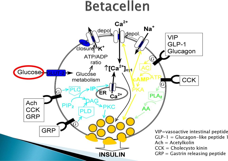 camp ATP PKA Na + AC AA G PLA 2 G VIP GLP-1 Glucagon CCK VIP=vasoactive intestinal