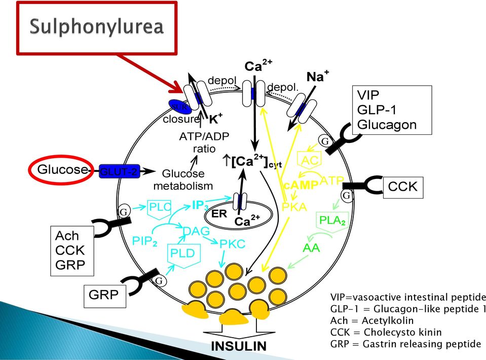 camp ATP PKA Na + AC AA G PLA 2 G VIP GLP-1 Glucagon CCK VIP=vasoactive intestinal