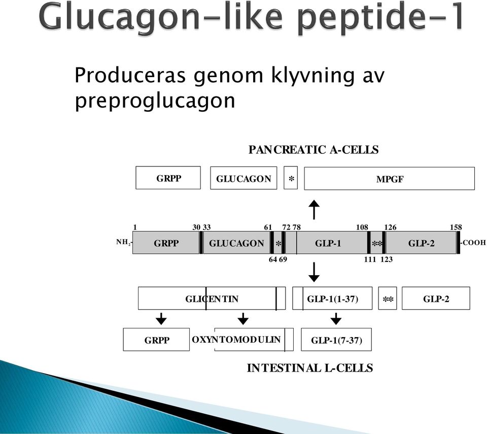 GLUCAGON * GLP-1 ** GLP-2 64 69 111 123 -COOH GLICENTIN